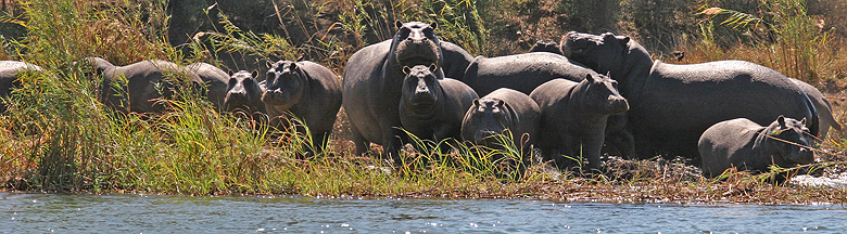 Hippos am Okavango